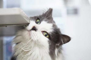 Castred cat oznacza terytorium - co robić? Castred cat oznacza terytorium - co robić?